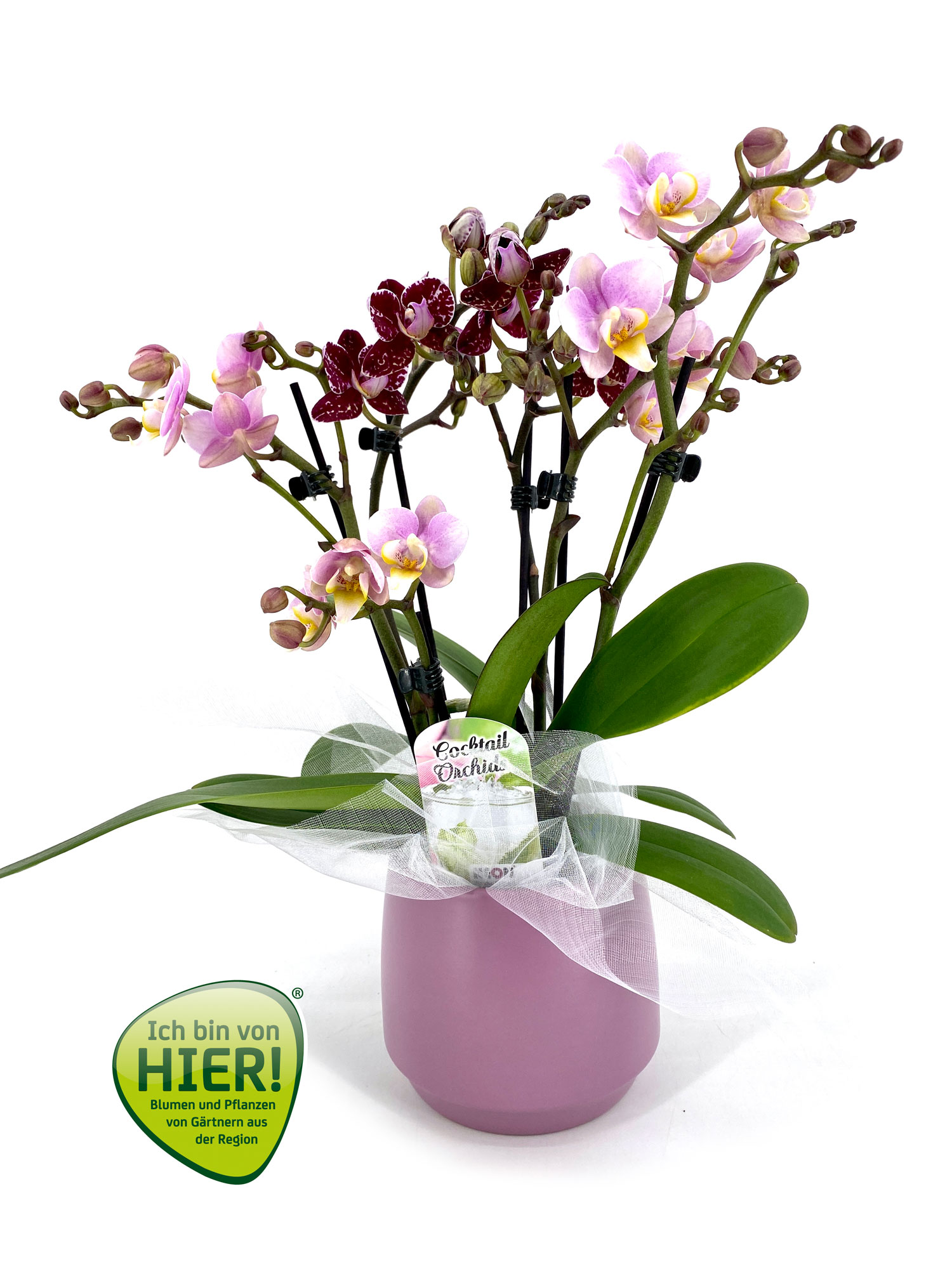 orchideen ibvh 02
