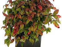 shutterstock 2295441409 1500px